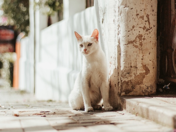 A cat sitting on a brick sidewalk
