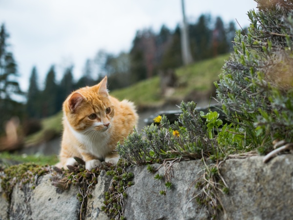 A cat sitting on a rock wall