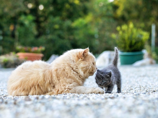 Two kitten playing on gravel